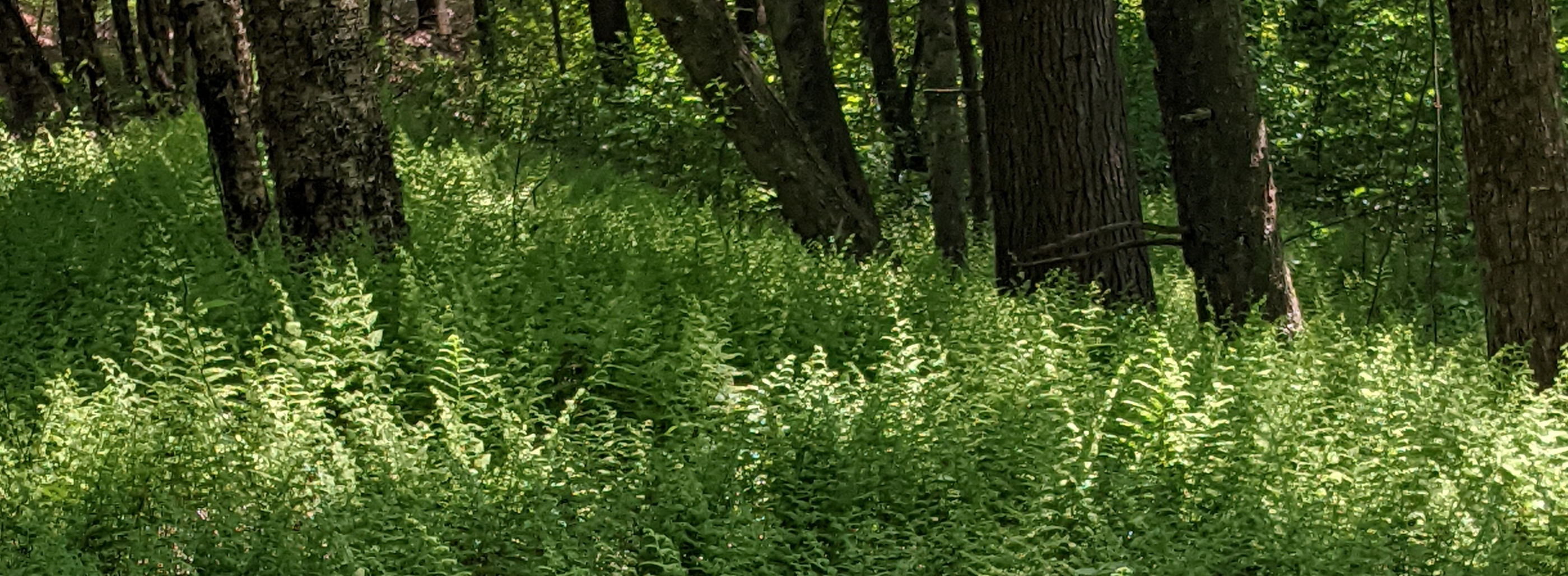 Lunch Hour Walk at Oxbow